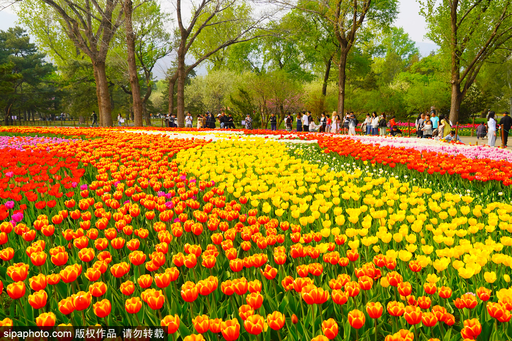 Se inauguró el Festival Cultural del Tulipán de Beijing 2024 "Florecen las Flores en Beijing", con 7 áreas de exposición