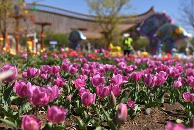 Festival Internacional del Jardín de Beijing: Más de 400 festines culturales en el Parque Expo de Beijing durarán hasta noviembre