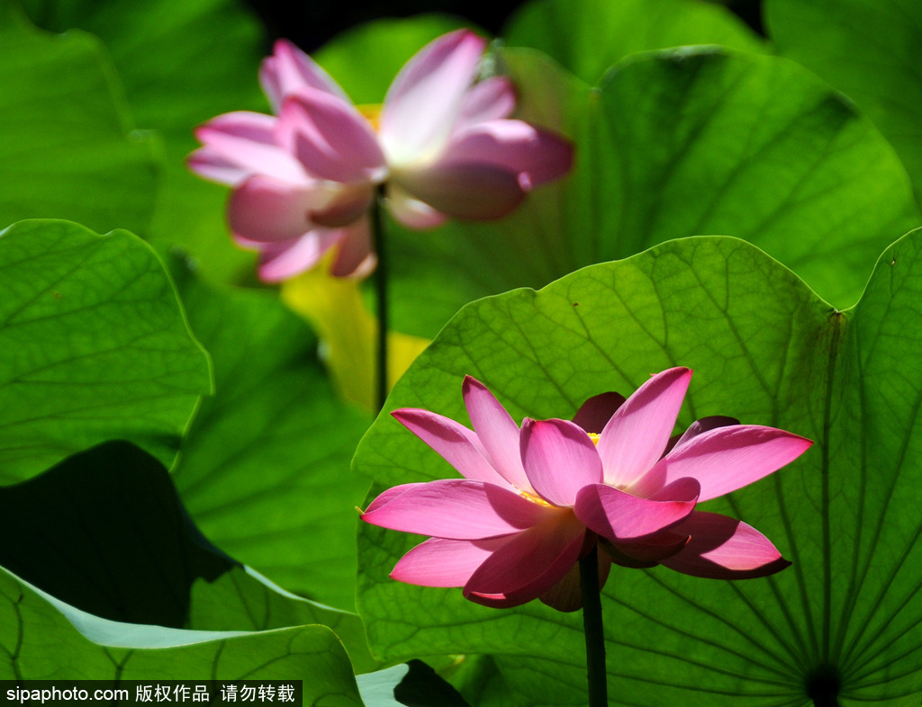 Guía para apreciar flores de loto en Beijing 2022