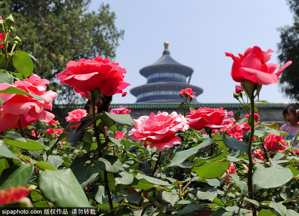 Se inauguró el Festival Cultural de la Rosa China de Beijing 2023